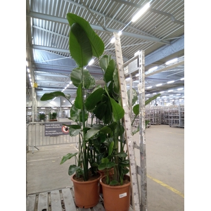 Strelitzia nicolai