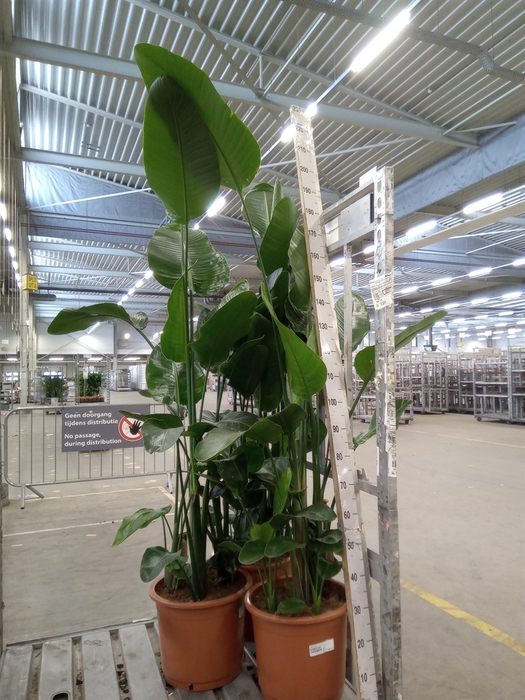 <h4>Strelitzia nicolai</h4>