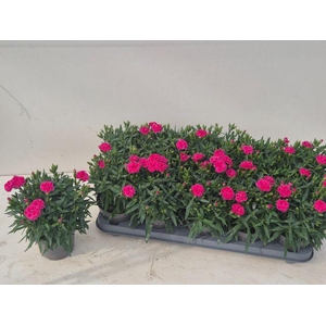 DIAN CA PEMAN CERISE P12