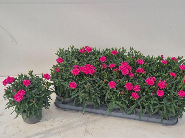 <h4>DIAN CA PEMAN CERISE P12</h4>