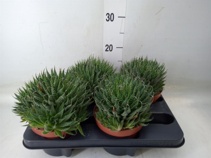 <h4>Aloe aristata</h4>