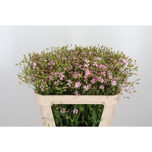 Saponaria Roze