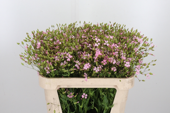 <h4>Saponaria Roze</h4>