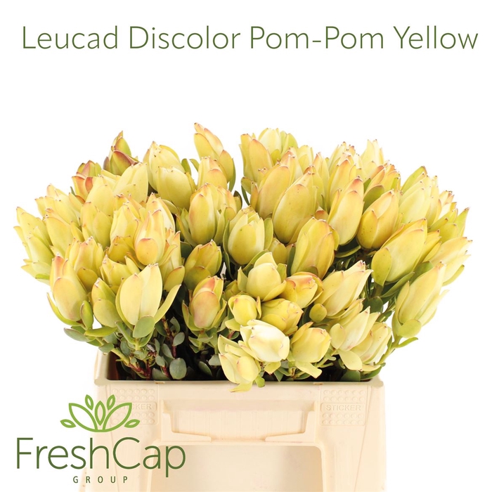 <h4>Leucad Discolor Yellow</h4>