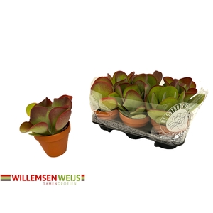 KALANCHOE THYRSIFL