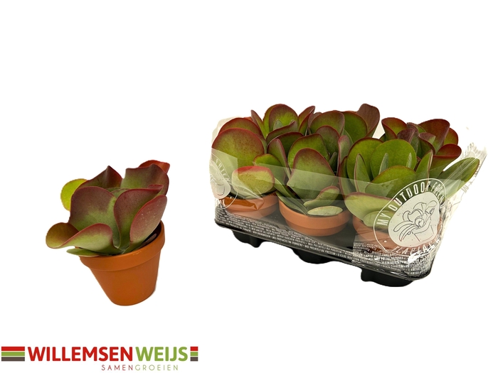 <h4>KALANCHOE THYRSIFL</h4>