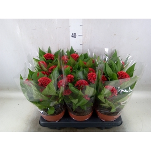 Celosia arg. CR 'Twisted Strawberr'