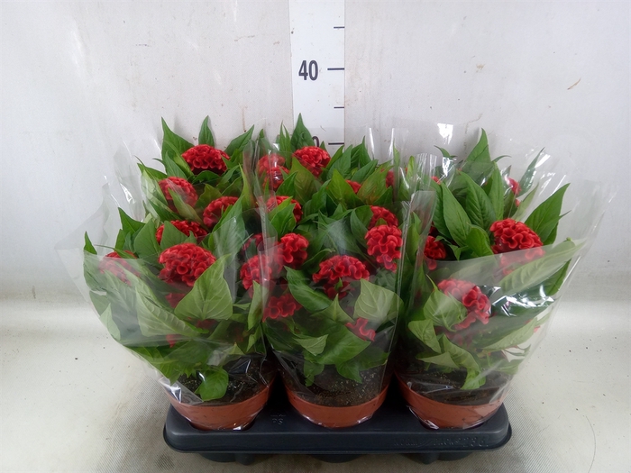 <h4>Celosia arg. CR 'Twisted Strawberr'</h4>