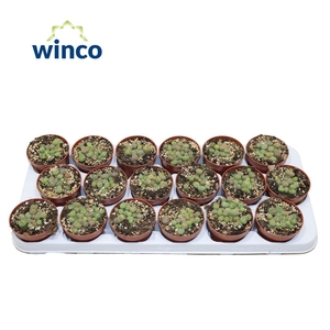 Lithops Green (group)