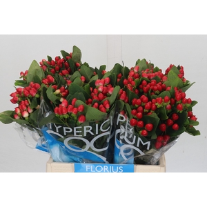 Hypericum Coco Diablo