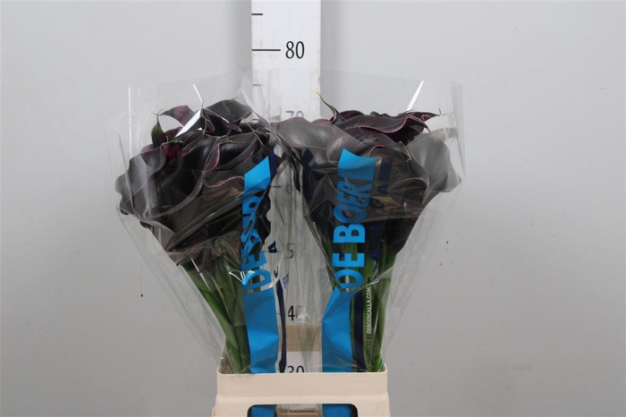 <h4>Zant Capt Beretta</h4>