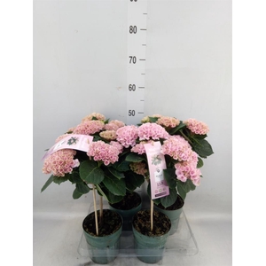 Hydrangea mac. 'Magical Revolution'