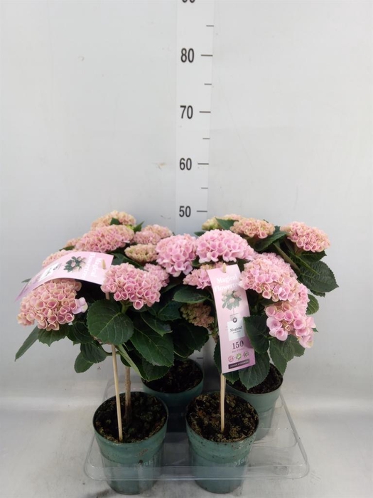 <h4>Hydrangea mac. 'Magical Revolution'</h4>