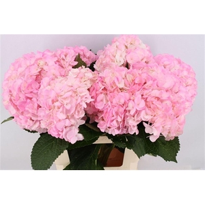 Hydr M Light Pink Tint 65cm