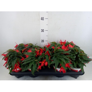 Begonia boliv. 'Beauvilia Red'