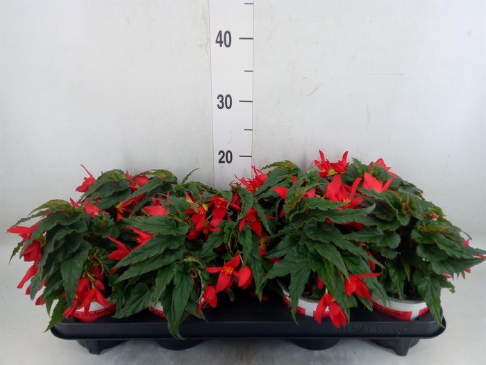 <h4>Begonia boliv. 'Beauvilia Red'</h4>