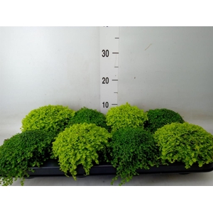 Soleirolia soleirolii   ...green