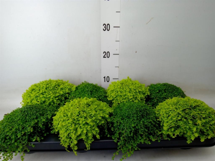 <h4>Soleirolia soleirolii   ...green</h4>