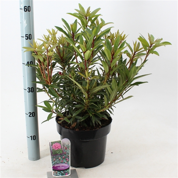 <h4>Rhododendron ponticum 'Graziella'</h4>