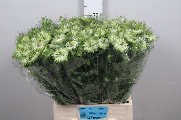 <h4>Nige D Green Dream</h4>