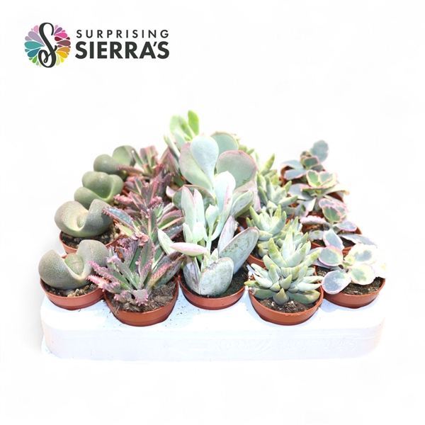 <h4>Sierra's® - Barcelona Succulent Mix (Exclusive)</h4>