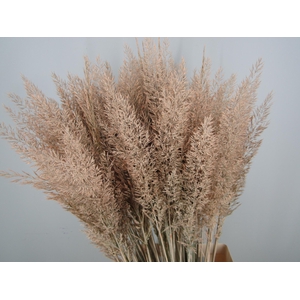CALAMAGROSTIS BRACHY ZALM