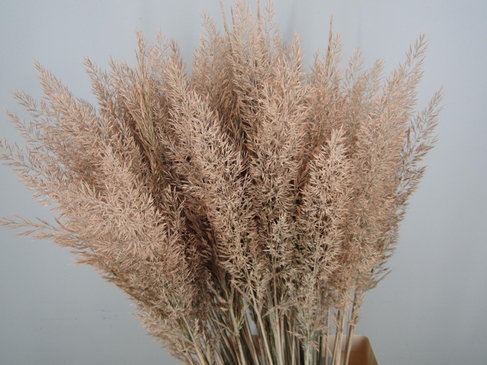 <h4>CALAMAGROSTIS BRACHY ZALM</h4>