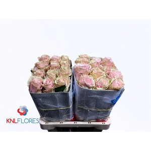 Rosa a grande fleur Pink Mondial