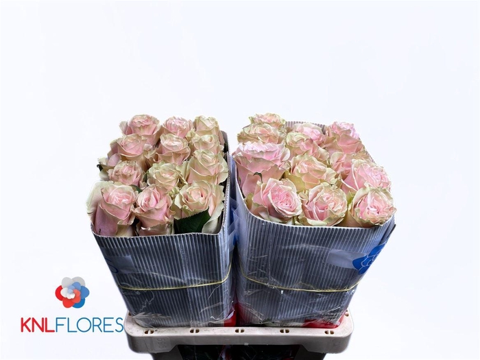 <h4>Rosa a grande fleur Pink Mondial</h4>