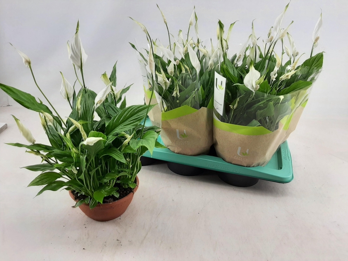 <h4>SPATH CHOPIN</h4>