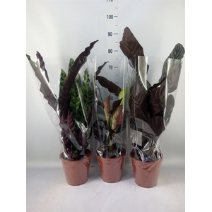 Calathea   ...mix