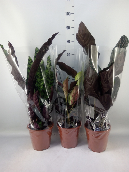 <h4>Calathea   ...mix</h4>
