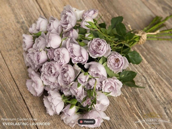 <h4>Rosa Spray Everlasting Lavender</h4>