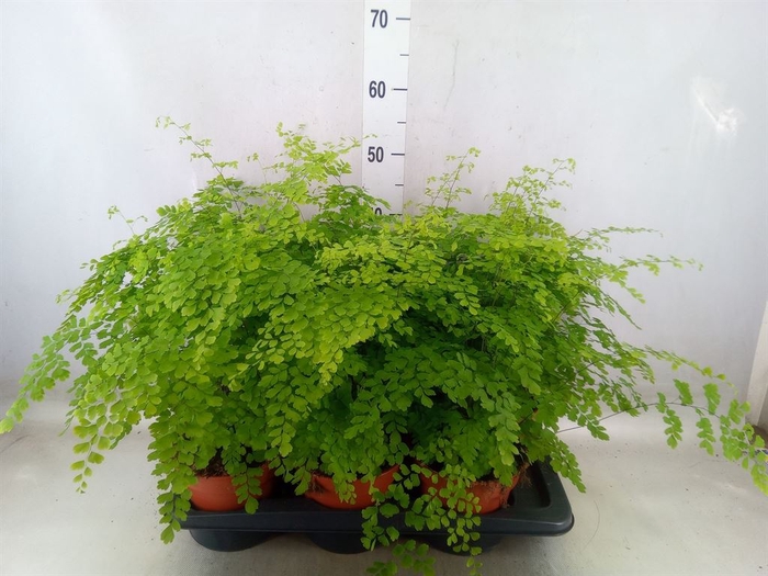 <h4>Adiantum raddi. 'Fragrans'</h4>