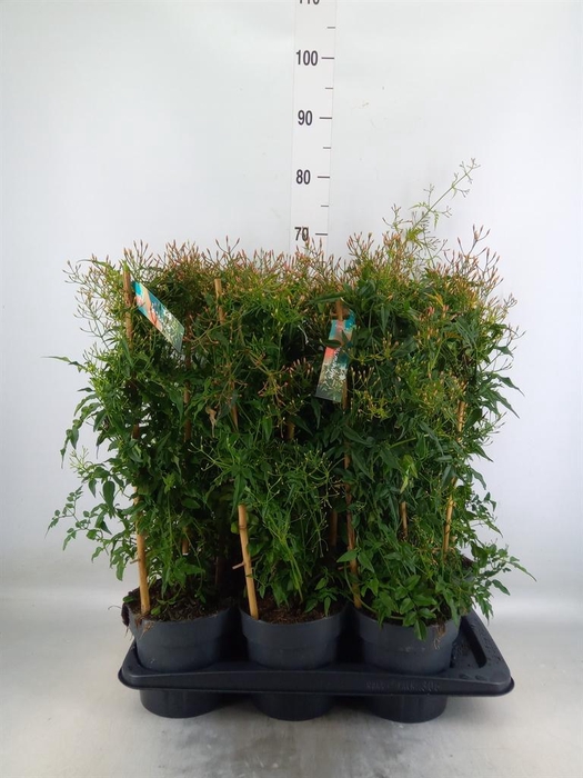 <h4>Jasminum polyanthum</h4>