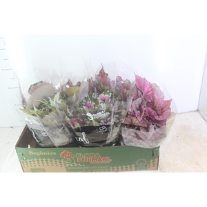 BEGONIA BELEAF P15 PO