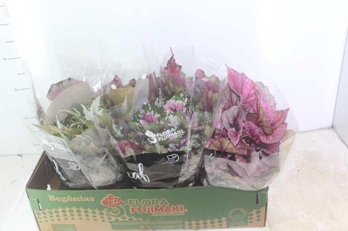 BEGONIA BELEAF P15 PO