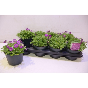 arr8 Aubr Rose Queen