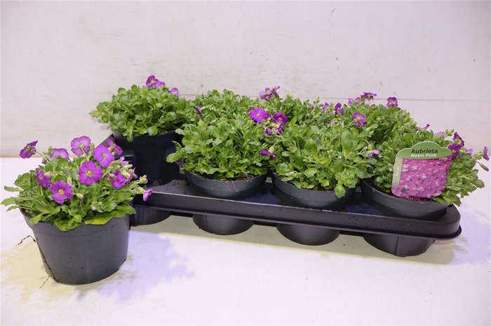 <h4>arr8 Aubr Rose Queen</h4>