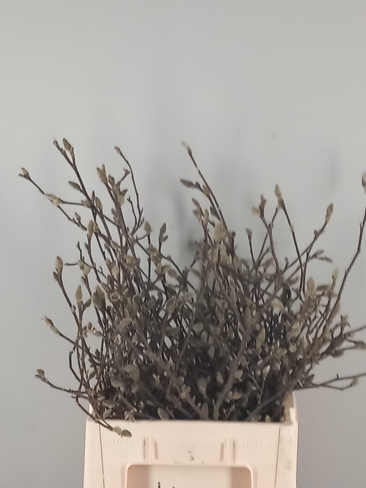 MAGNOLIA GEORGE HENRY KERN 060CM