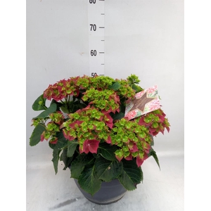 Hydrangea mac.