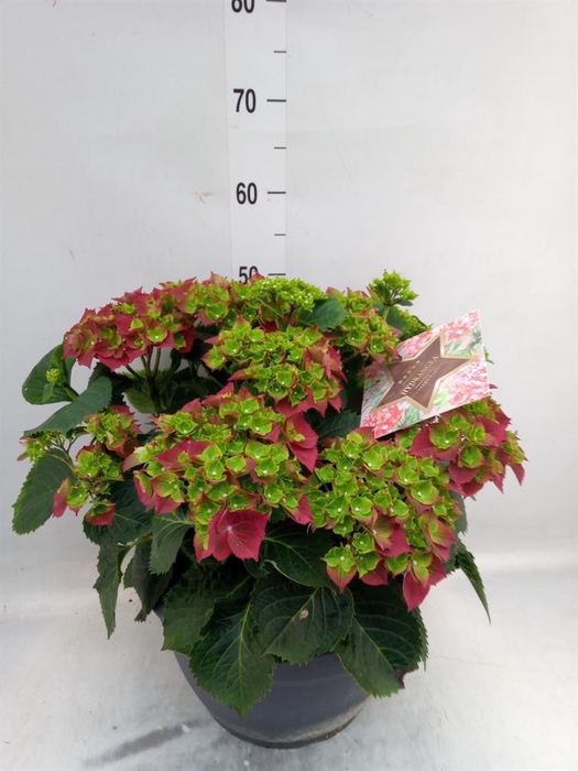 <h4>Hydrangea mac.</h4>