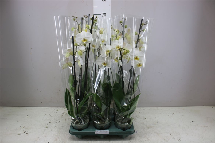 <h4>Phal Cambridge 2 Tak</h4>