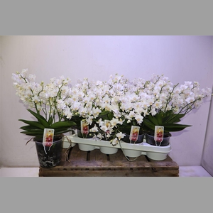 Phal Mf Wild Punch