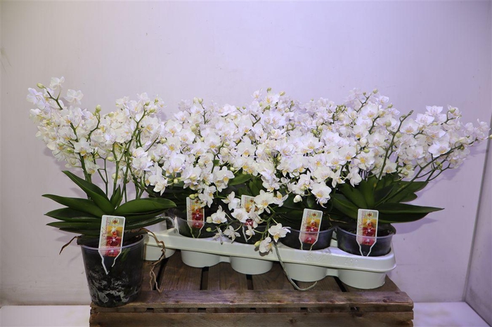 <h4>Phal Mf Wild Punch</h4>