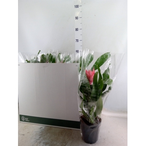Aechmea fasciata 'Primera'