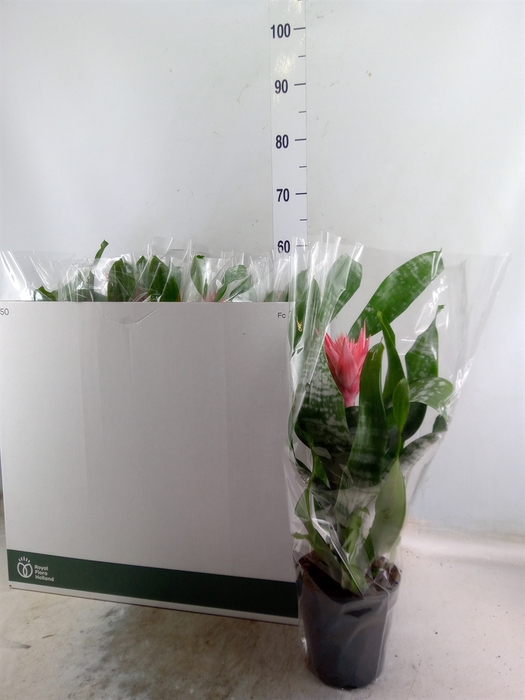 <h4>Aechmea fasciata 'Primera'</h4>