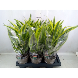 Dracaena fr de 'LemonLime'