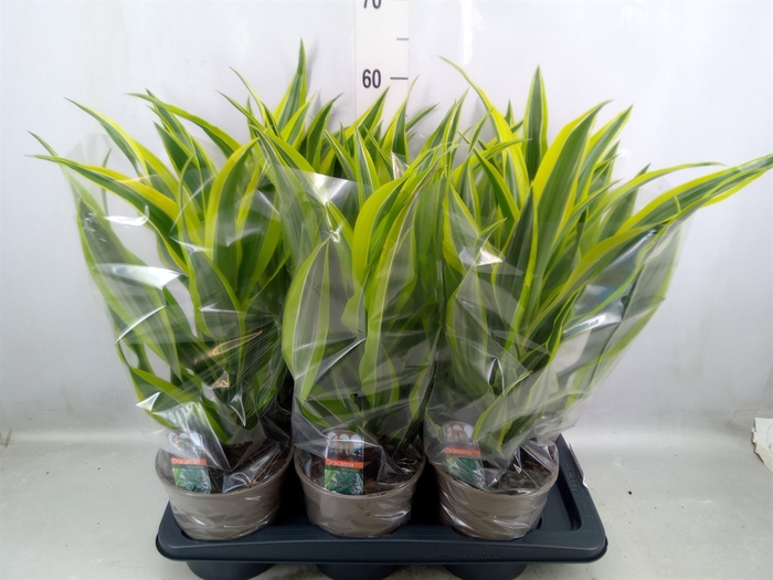 <h4>Dracaena fr de 'LemonLime'</h4>