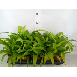 Asplenium antiquum